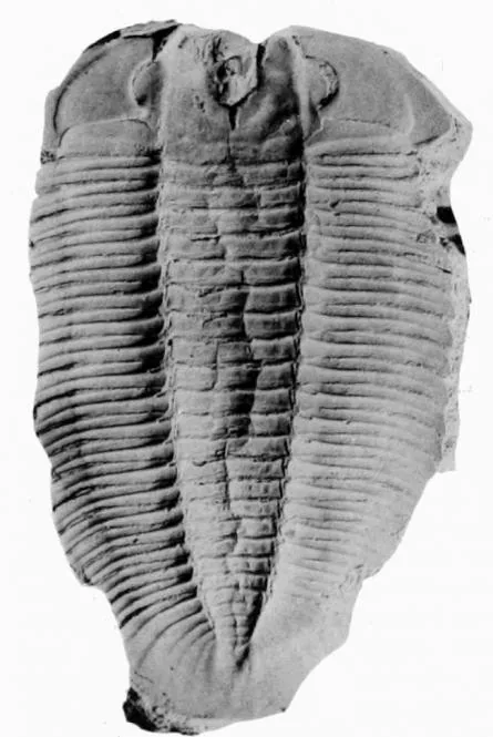 Hypermecaspis inermis