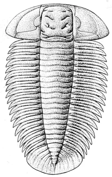 Hypermecaspis inermis — photo 2