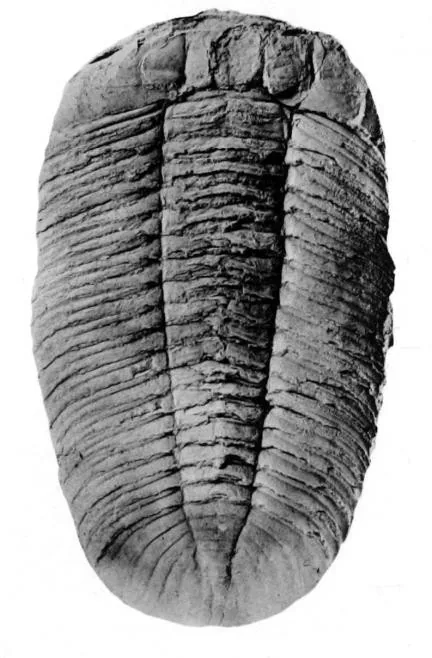 Hypermecaspis inermis — photo 3