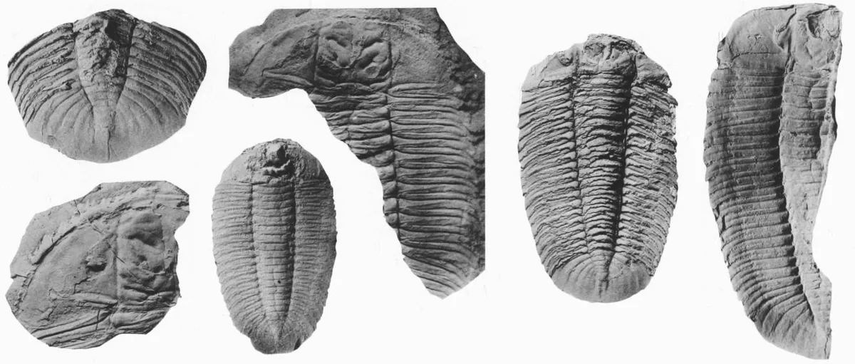 Hypermecaspis inermis — photo 4