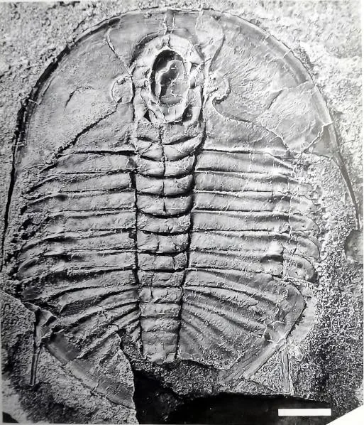 Hysterolenus asiaticus