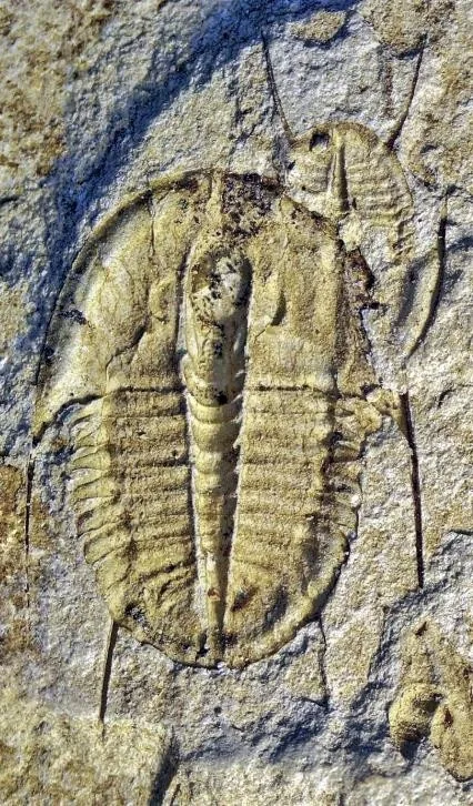 Hysterolenus asiaticus — photo 3