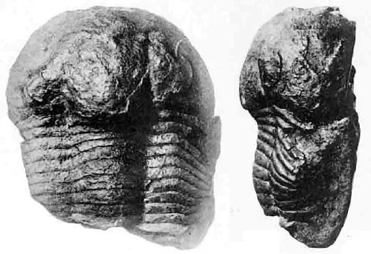 Illaenus sinensis