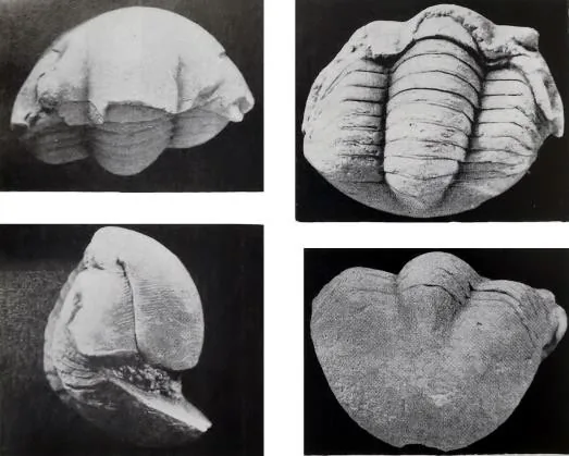 Illaenus sinensis — photo 2