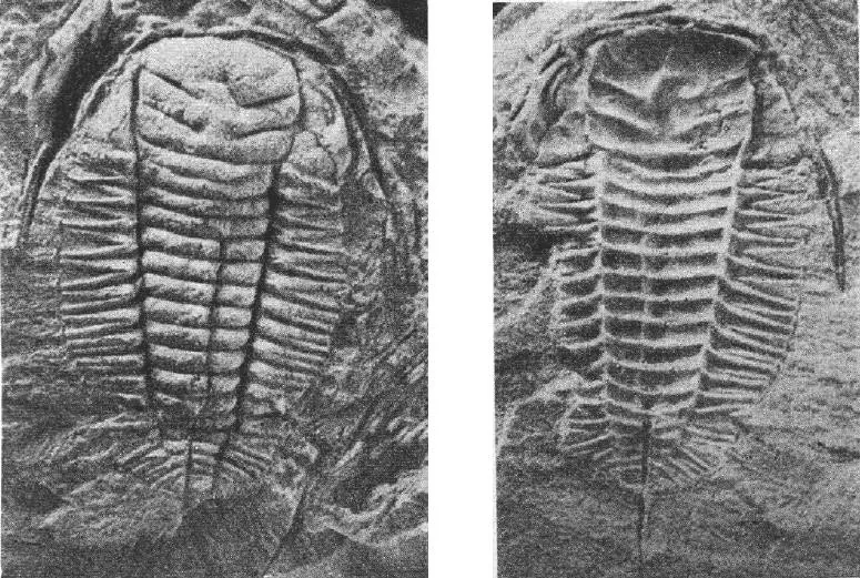 Inkouia jiangshanensis