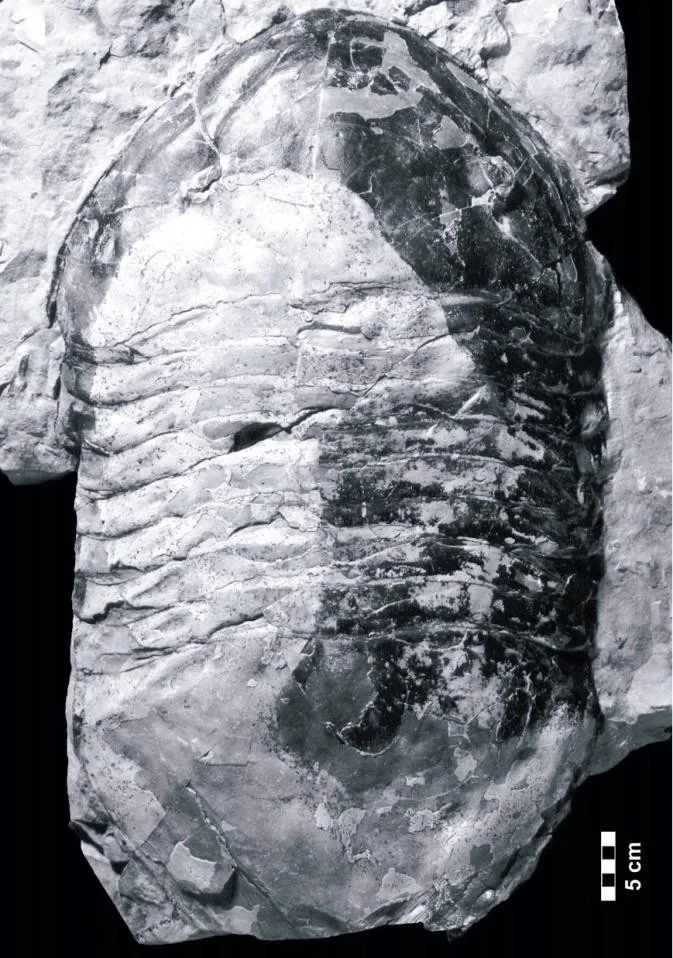 Isotelus rex