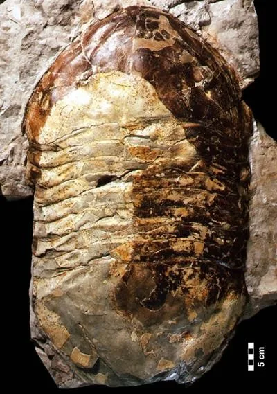 Isotelus rex — photo 2