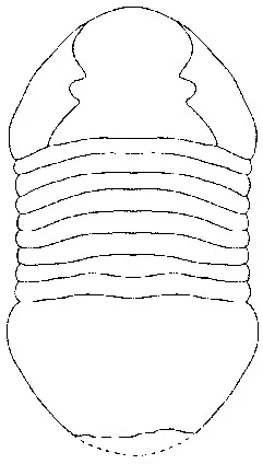 Isotelus rex — photo 3