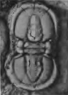 Itagnostus interstrictus
