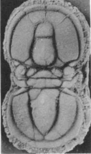 Itagnostus interstrictus — photo 2