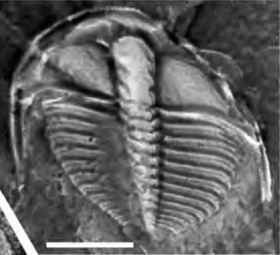 Jegorovaia convexa