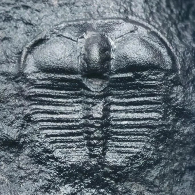 Jegorovaia convexa — photo 3