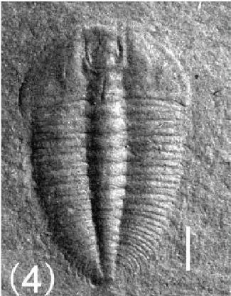 Jianheaspis jiaobangensis