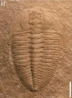 Jianheaspis jiaobangensis — photo 2