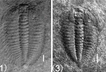 Jianheaspis jiaobangensis — photo 3