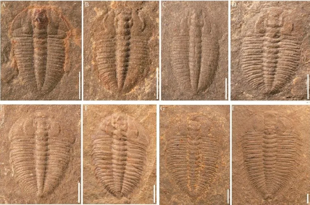 Jianheaspis jiaobangensis — photo 4