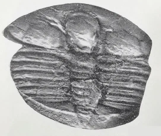 Jiuxiella laevigata