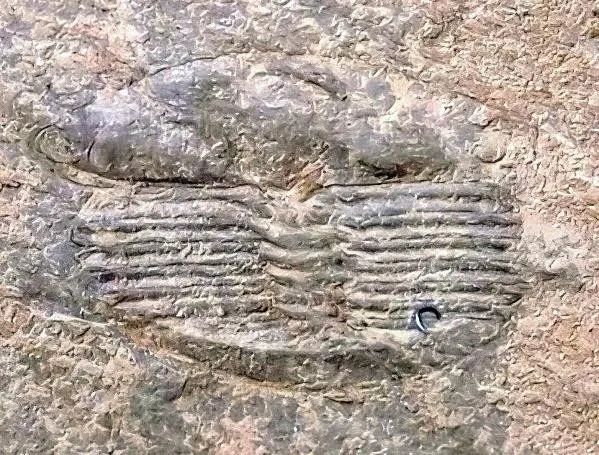 Jiuxiella laevigata — photo 2