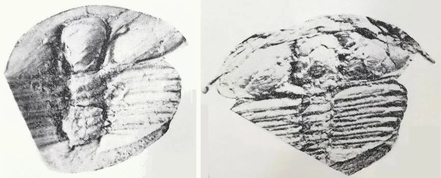 Jiuxiella laevigata — photo 3