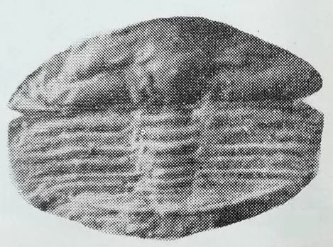 Jiuxiella laevigata — photo 4