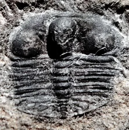 Jiuxiella sp.