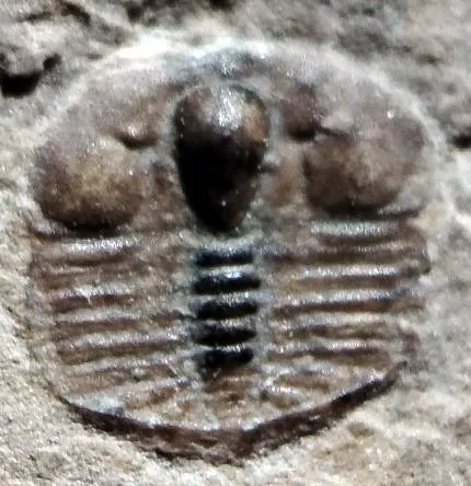 Jiuxiella sp. — photo 2