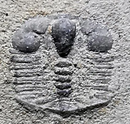 Jiuxiella sp. — photo 3