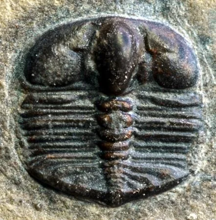 Jiuxiella sp. — photo 4