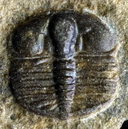 Jiuxiella sp. — photo 5