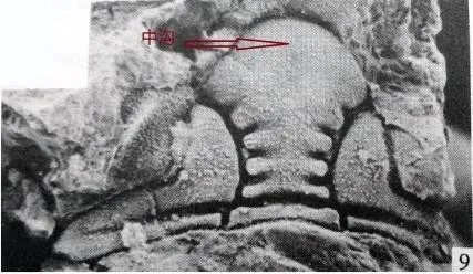 Kailia intersulcata