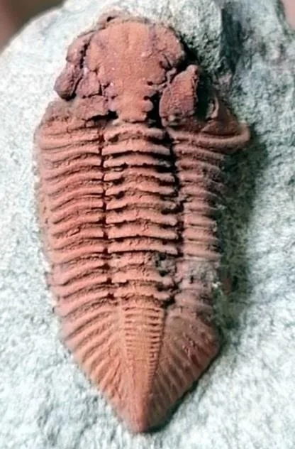 Kailia intersulcata — photo 2