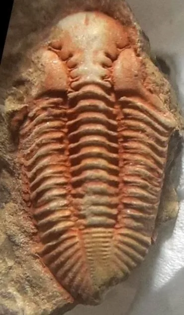 Kailia intersulcata — photo 3