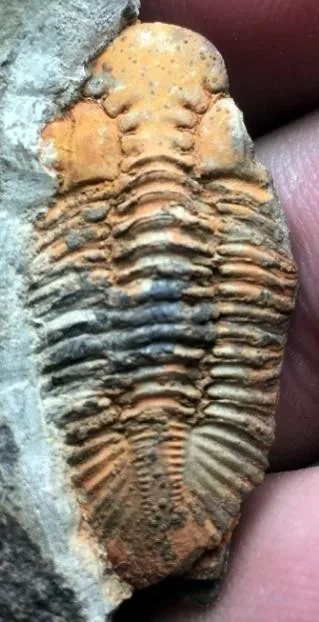 Kailia intersulcata — photo 6
