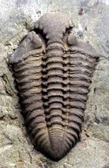 Kailia lata — photo 2