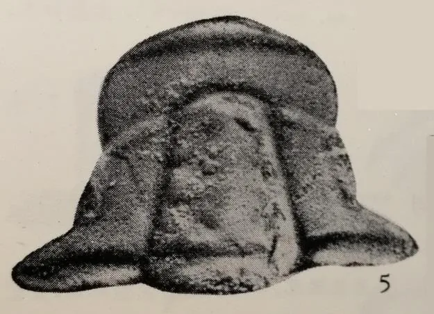 Kailiella angusta