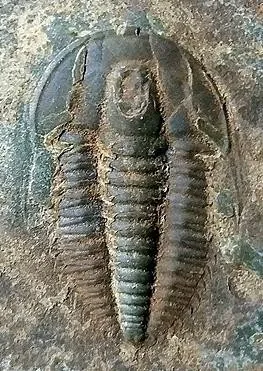 Kailiella angusta — photo 3