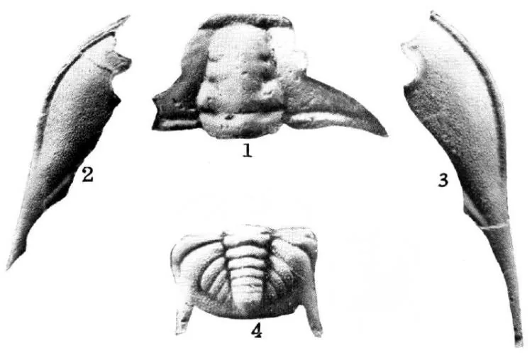 Kaolishania pustulosa