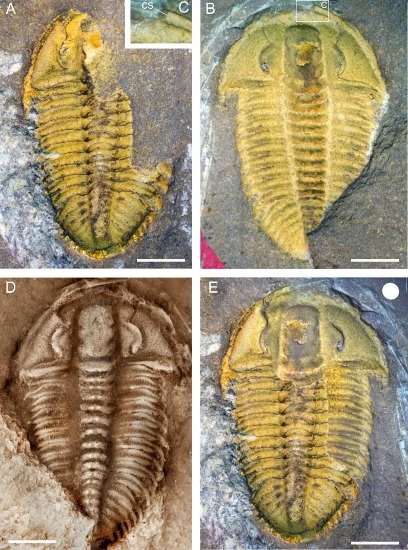 Karslanus leishuae