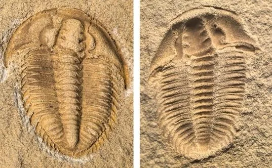 Karslanus leishuae — photo 3