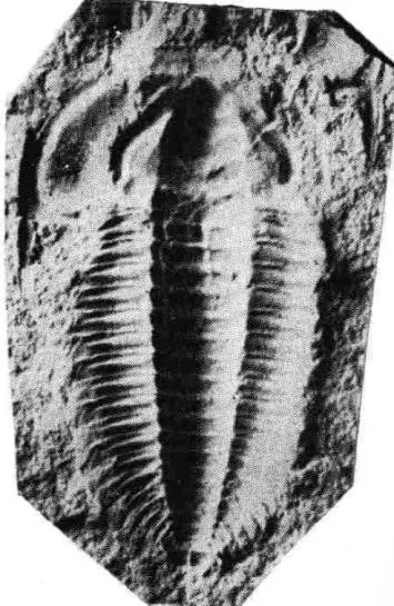 Kepingaspis kepingensis