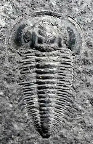 Kepingaspis kepingensis — photo 2