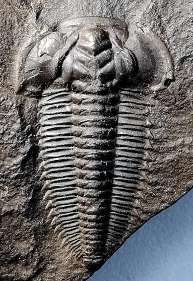 Kepingaspis kepingensis — photo 3