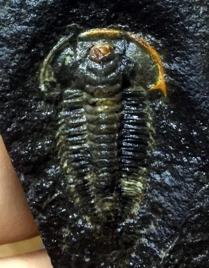 Kepingaspis kepingensis — photo 4