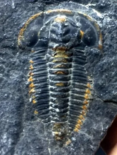 Kepingaspis kepingensis — photo 5