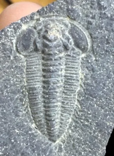 Kepingaspis kepingensis — photo 6