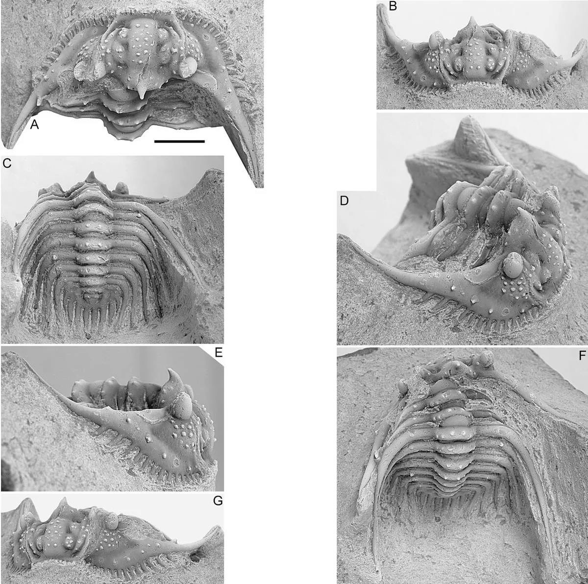 Kettneraspis dickinsoni