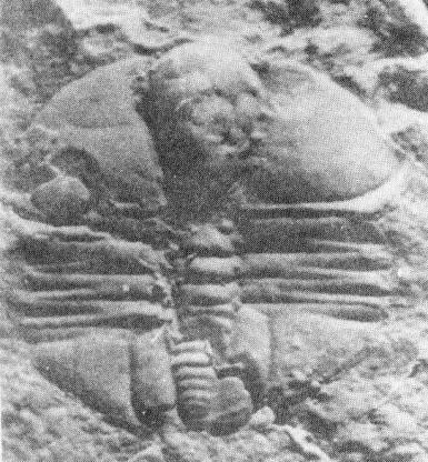 Kongqiaoheia rotundata