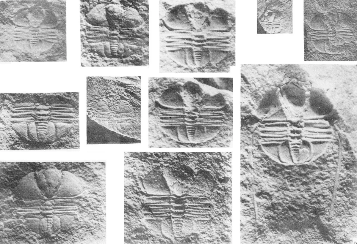 Kongqiaoheia rotundata — photo 2