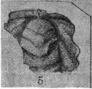 Kuanyangia pustulosa