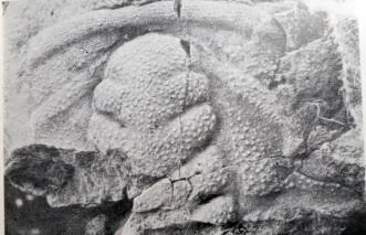 Kuanyangia pustulosa — photo 2